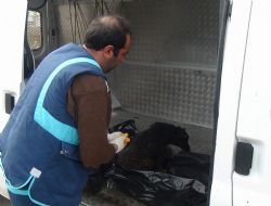 Yaralı köpeğe şefkat yaklaşımı